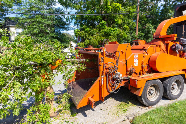 Emergency Storm Tree Removal in Meggett, SC